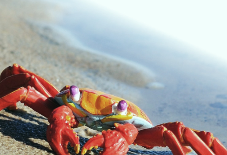 Otras Publicaciones 4 20260109 Diptico HPCH onytec cranc