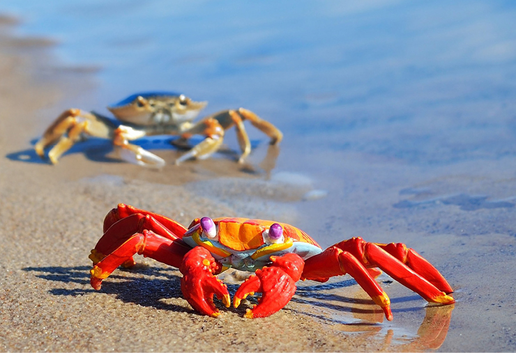 Otras Publicaciones 1 20260128 Comparacion Ony Teccon con otros